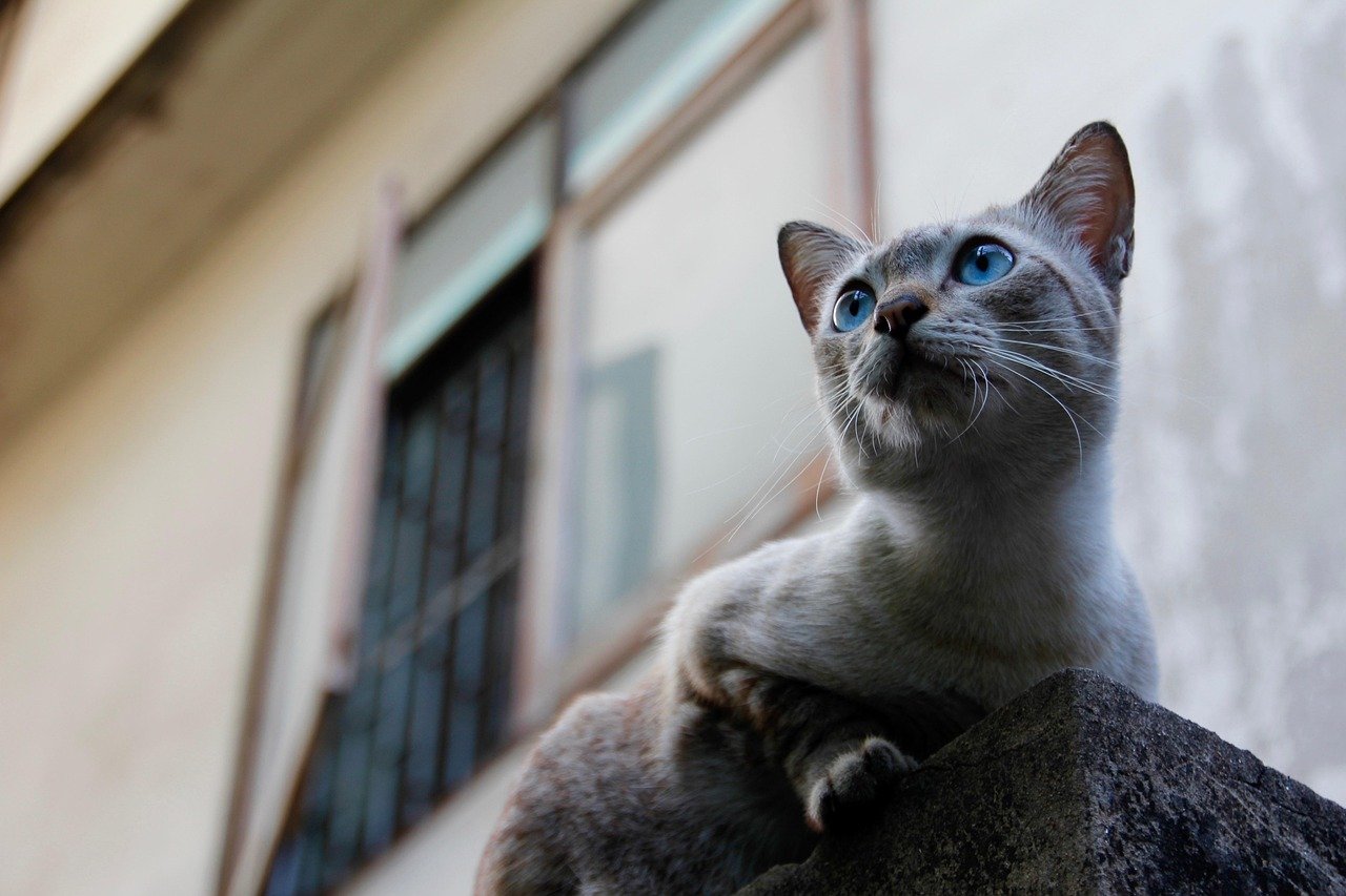 Trusting Your Instincts (image credits: pixabay)