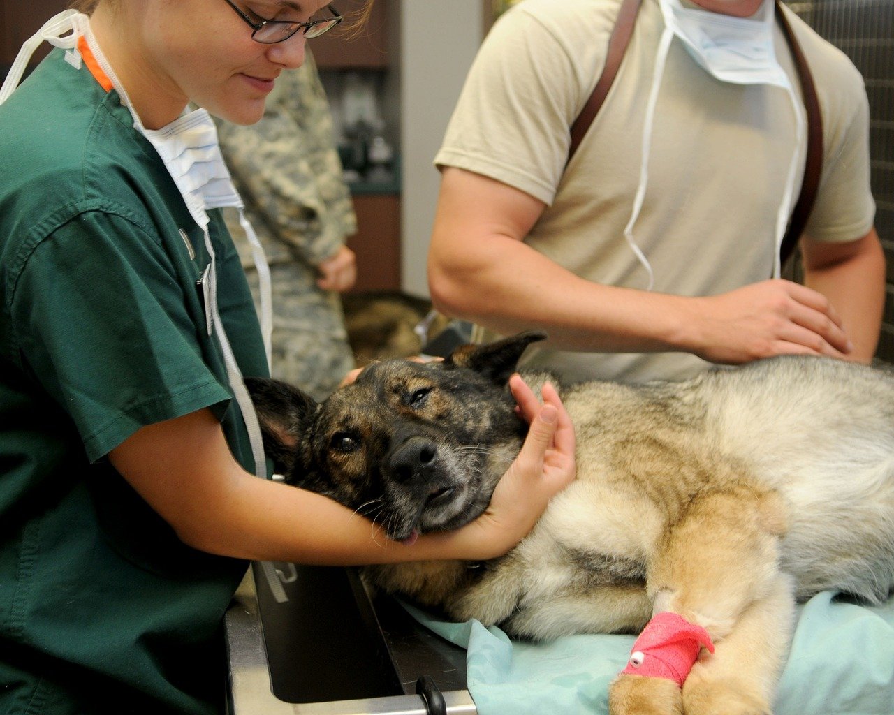 Consulting Your Veterinarian (image credits: pixabay)