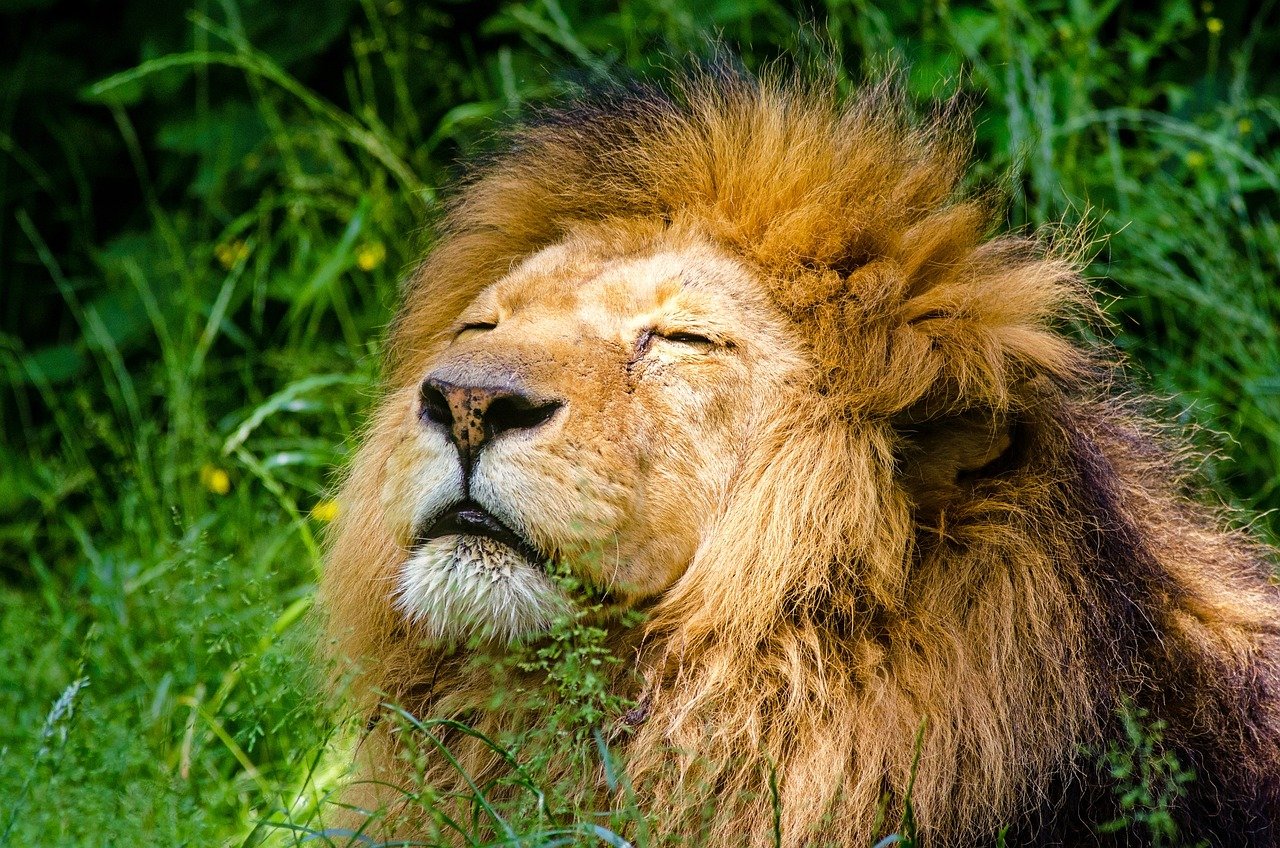 The Roaring Majesty of the African Lion (image credits: pixabay)