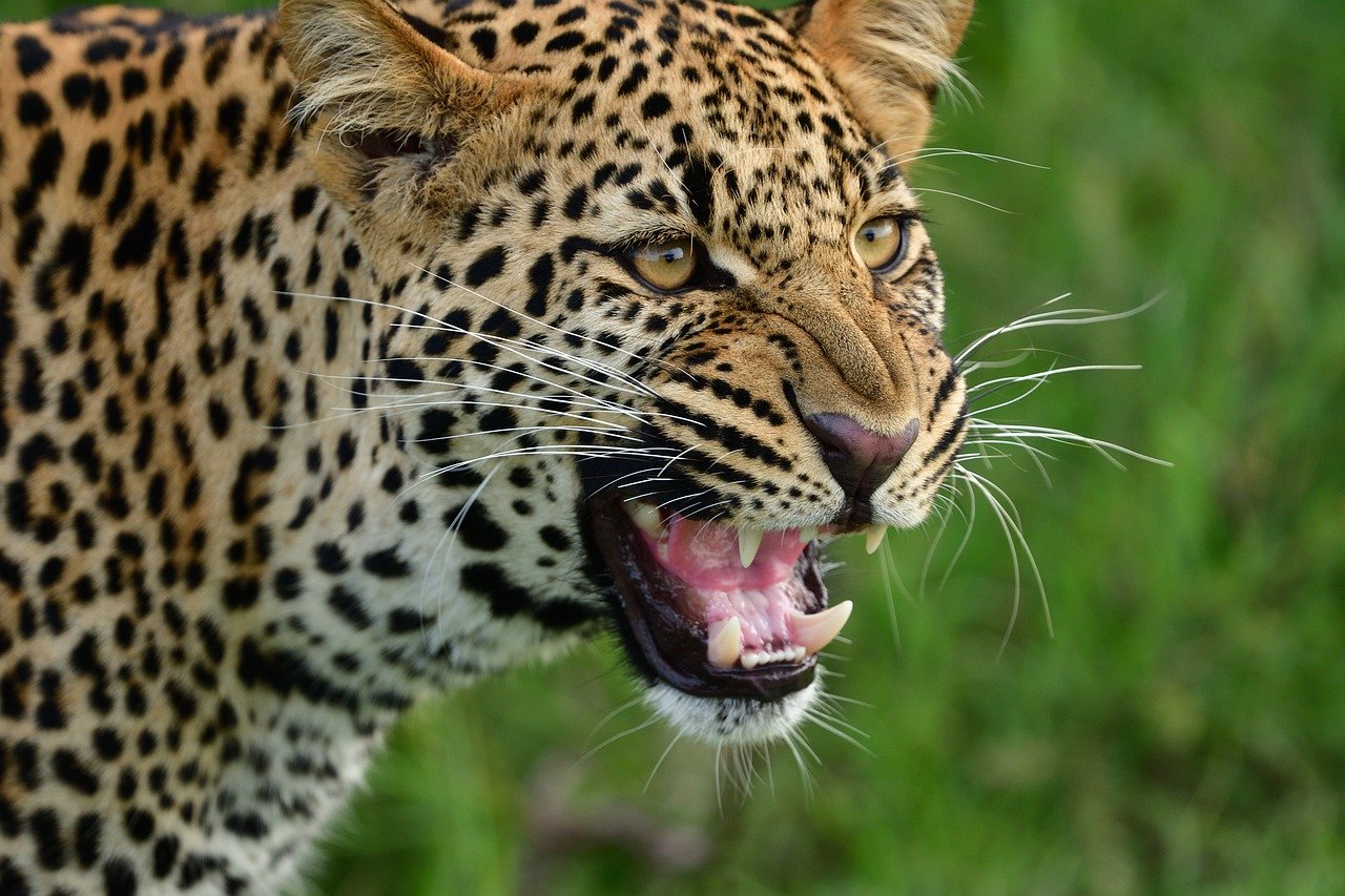 The Enchanting Roar of the Clouded Leopard (image credits: pixabay)