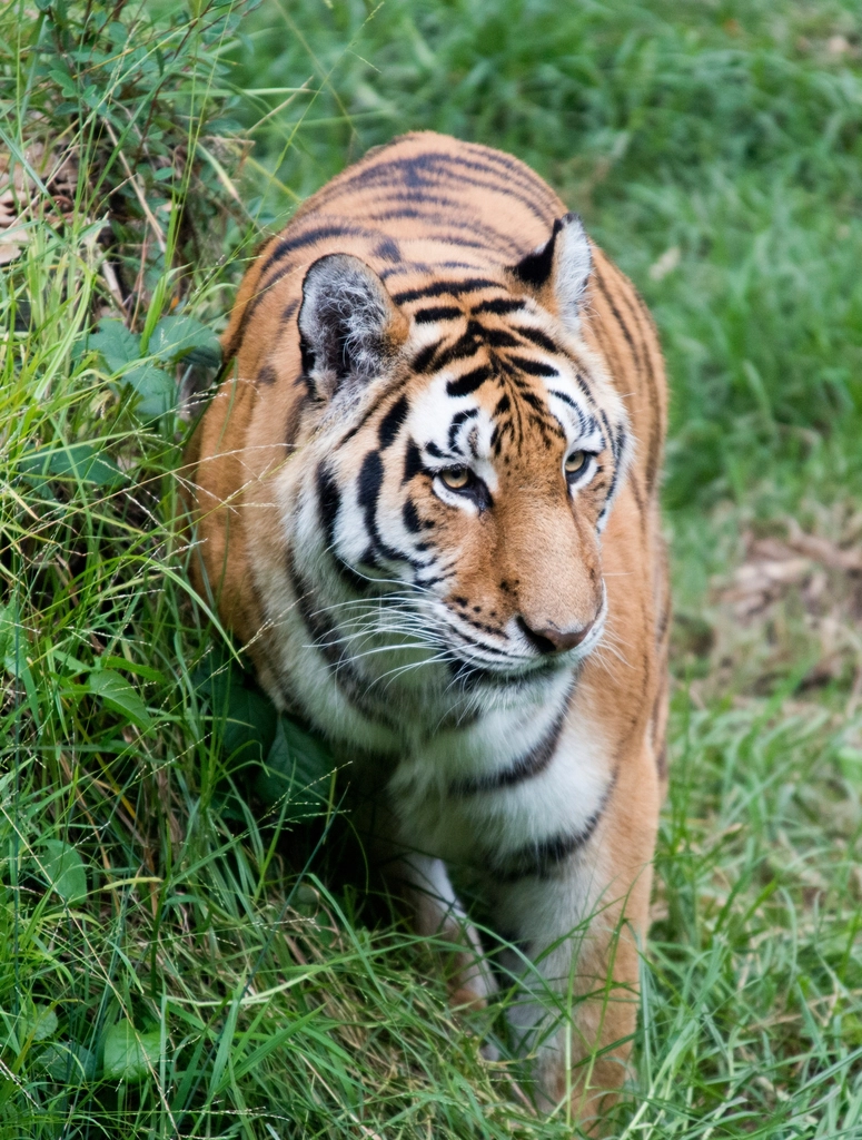 The Distinctive Roar of the Sumatran Tiger (image credits: rawpixel)