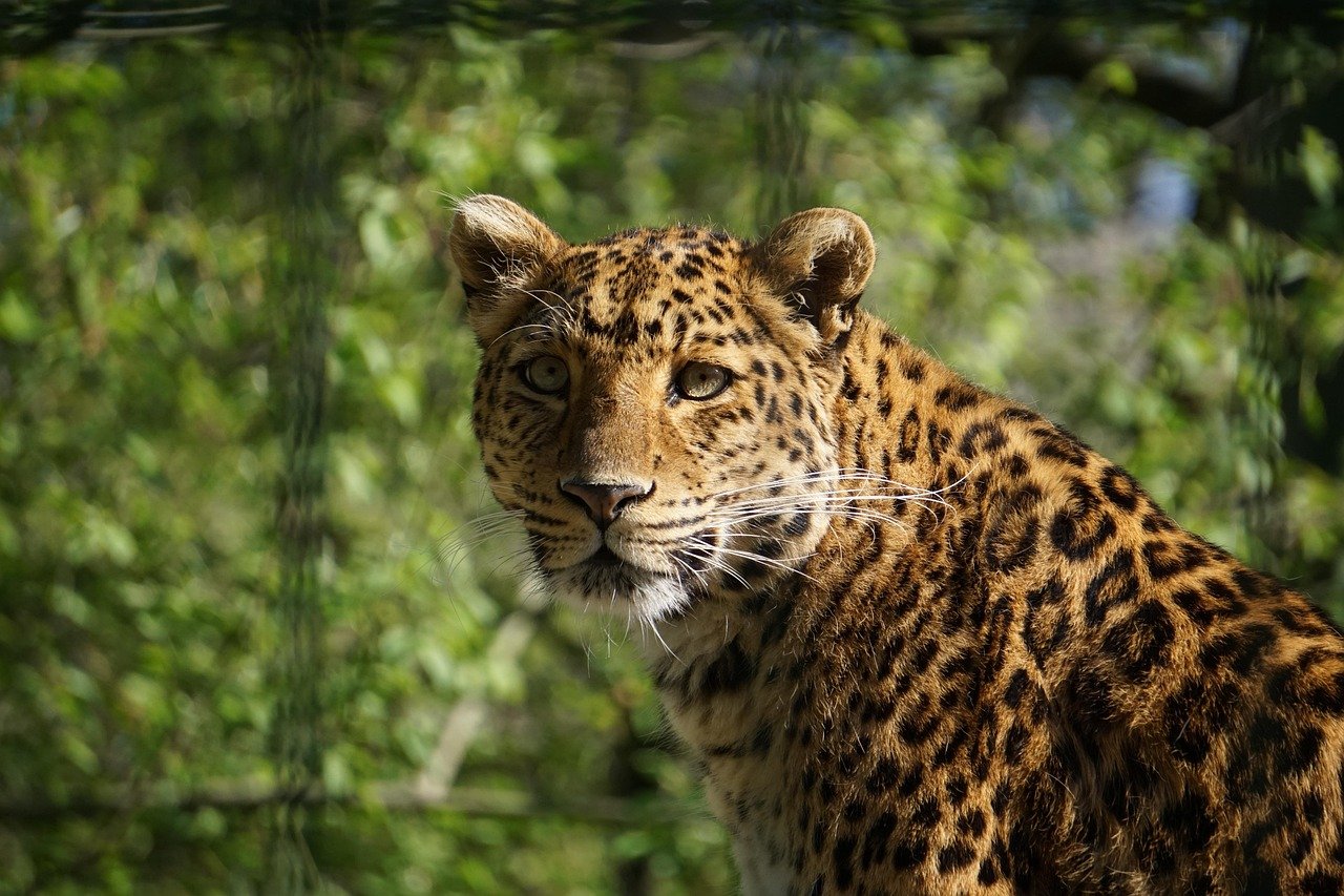 The Awe-Inspiring Roar of the Persian Leopard (image credits: pixabay)