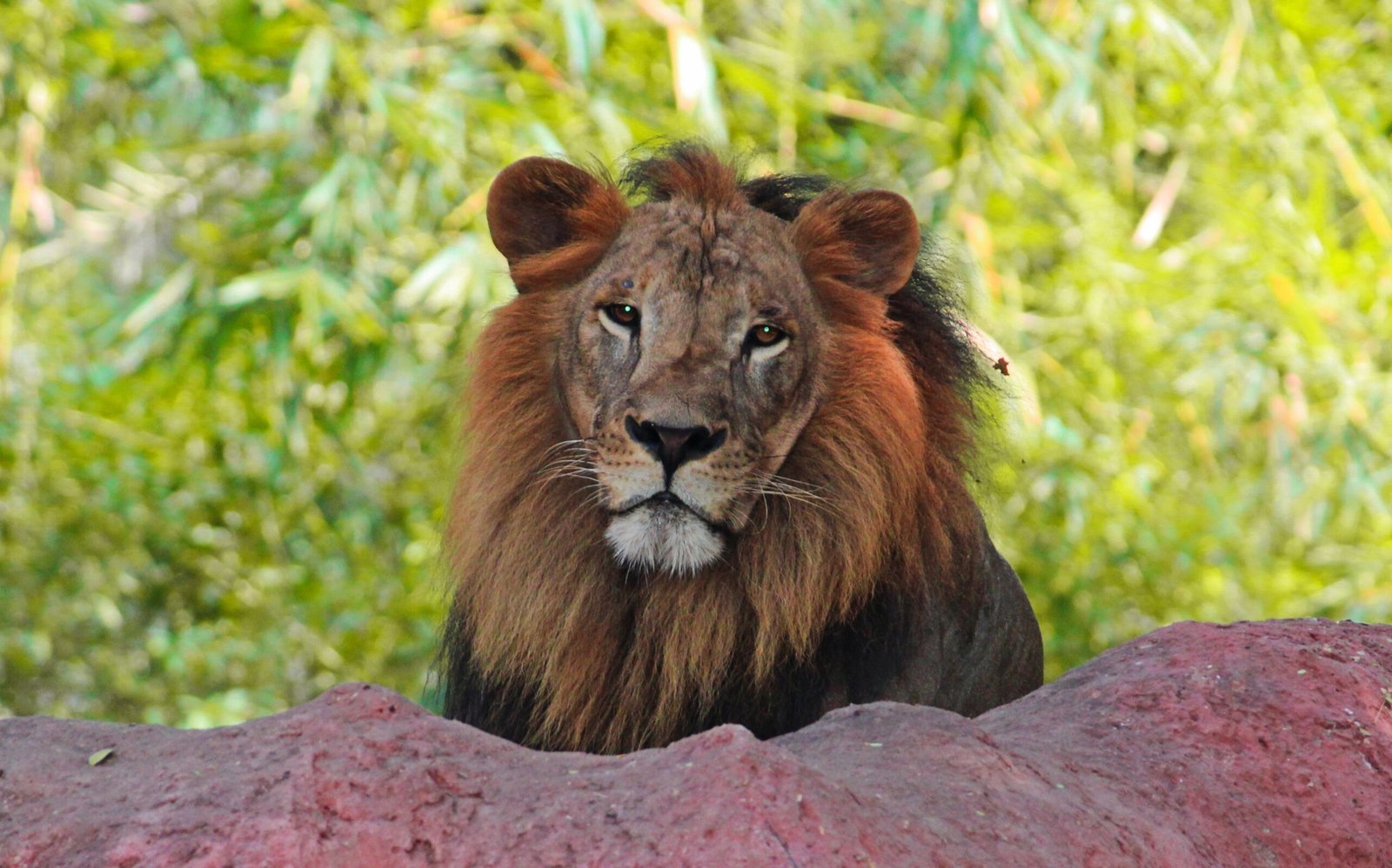 The Captivating Roar of the Sri Lankan Leopard (image credits: wikimedia)