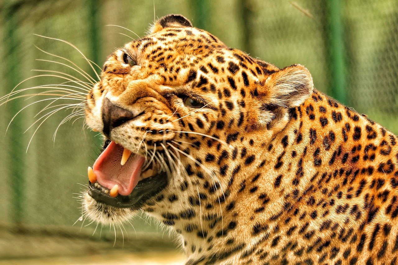 The Mesmerizing Roar of the Javan Leopard (image credits: pixabay)
