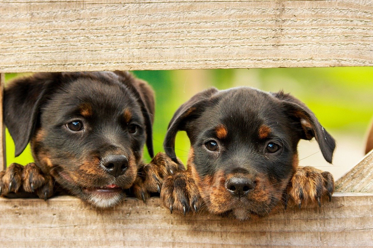 7. Other Pets (image credits: pixabay)