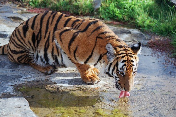 South China Tiger: A Fading Legend (image credits: wikimedia)