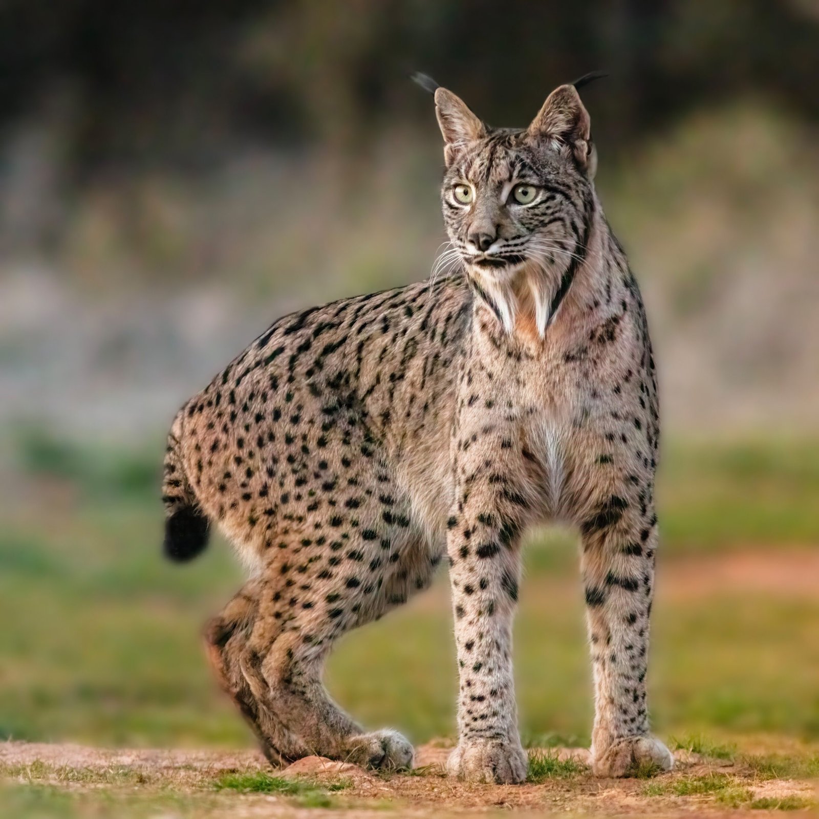Iberian Lynx: A Tale of Recovery (image credits: wikimedia)