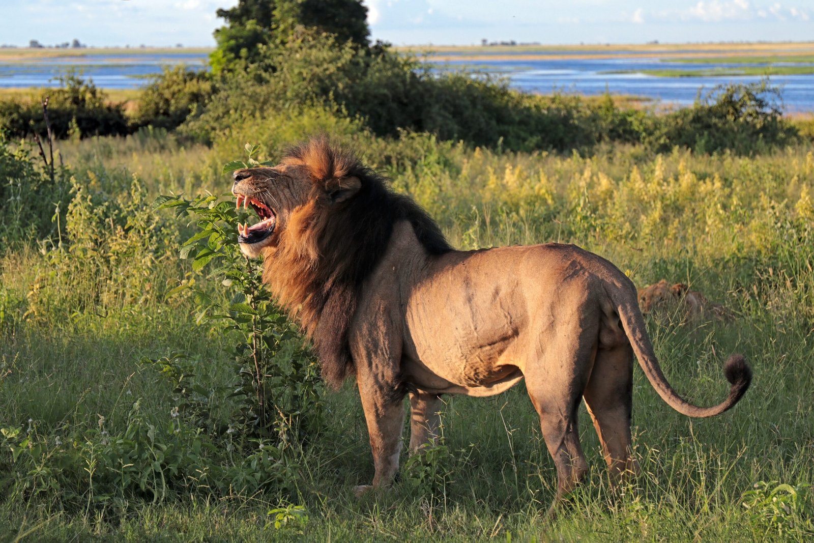 Western African Lion: A Vanishing Roar (image credits: wikimedia)