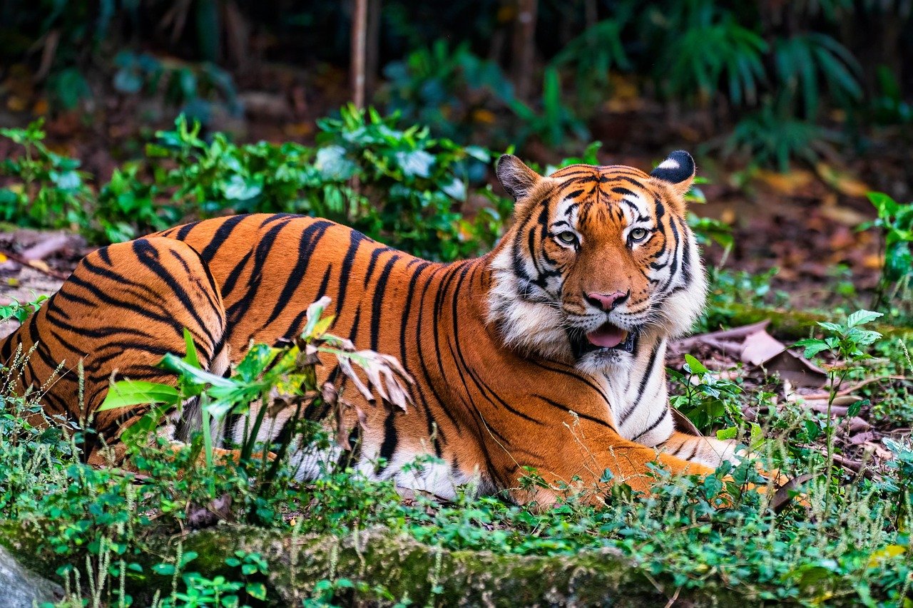 Malayan Tiger: A Struggle for Existence (image credits: pixabay)