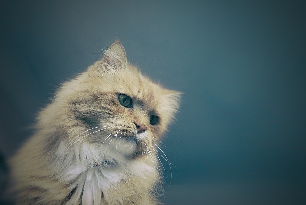 Garfield and Friends: Garfield's Love for Lasagna (image credits: pixabay)