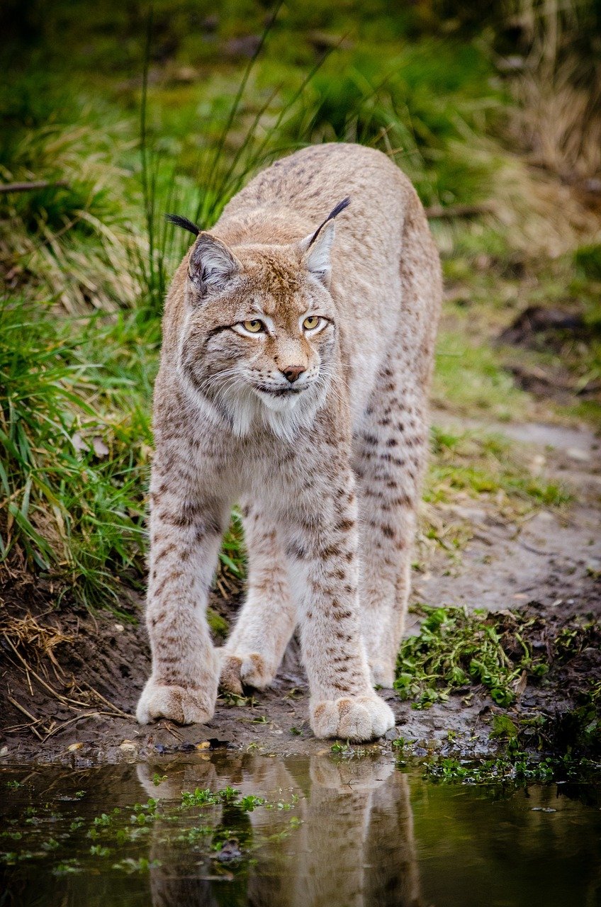 Lynx: The Tufted Ears (image credits: pixabay)