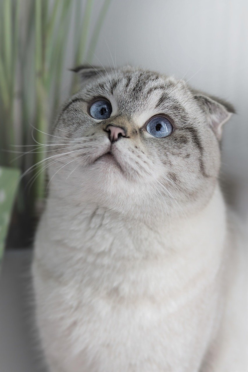 Scottish Fold: The Owl-Like Feline (image credits: pixabay)