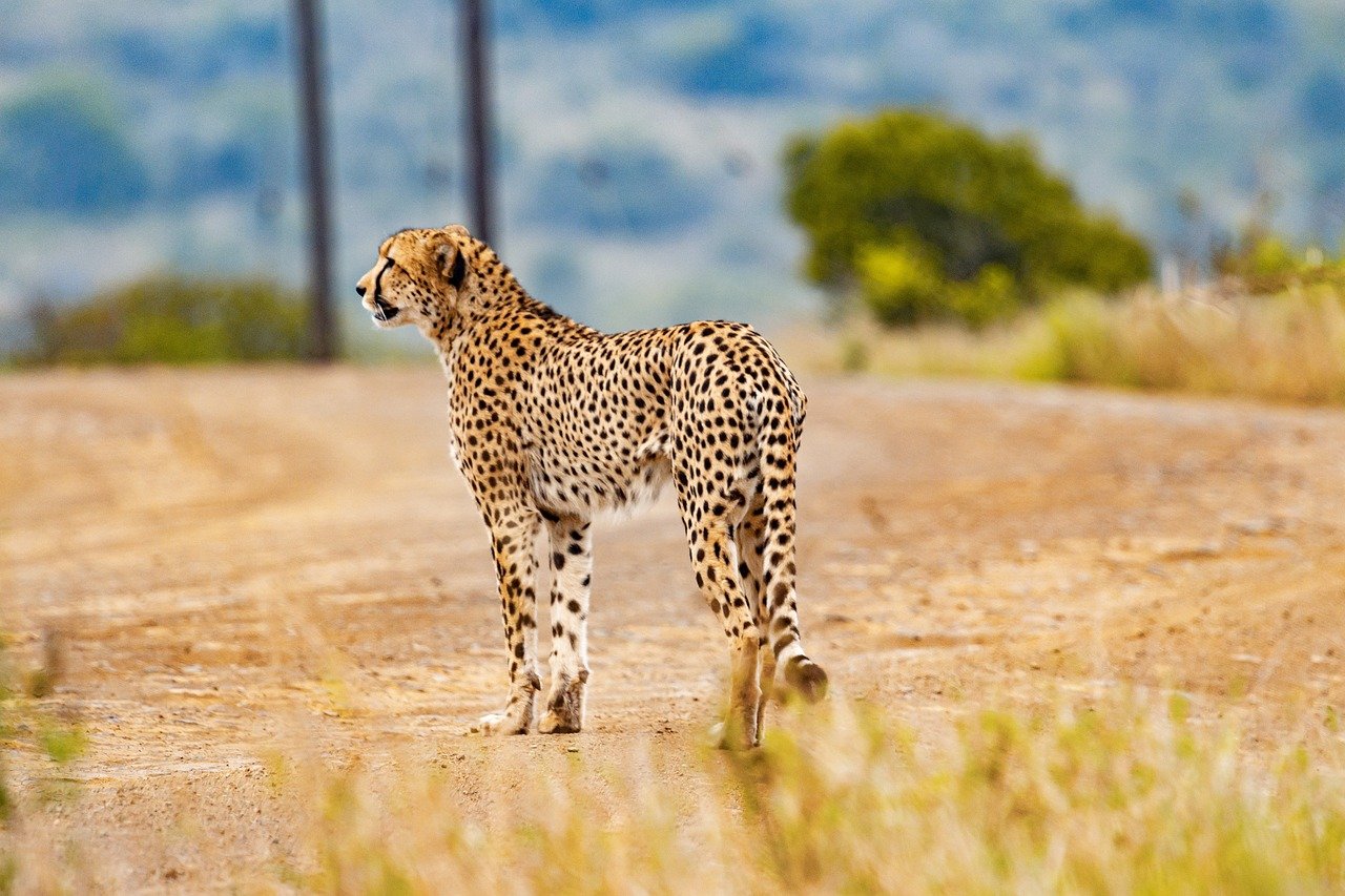 Cheetahs: The Unexpected Socialites (image credits: pixabay)