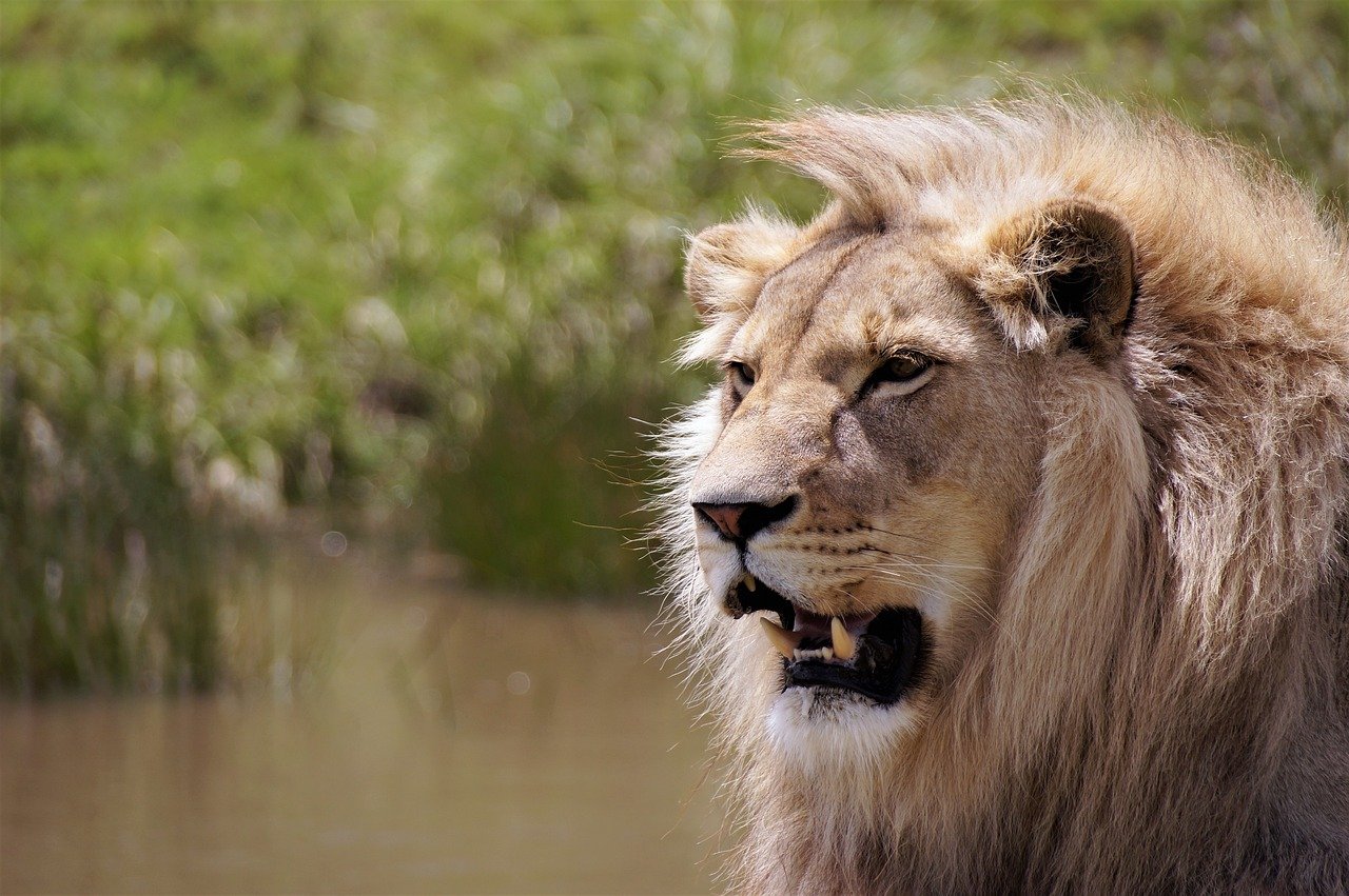 Cooperative Hunting Among Big Cats (image credits: pixabay)