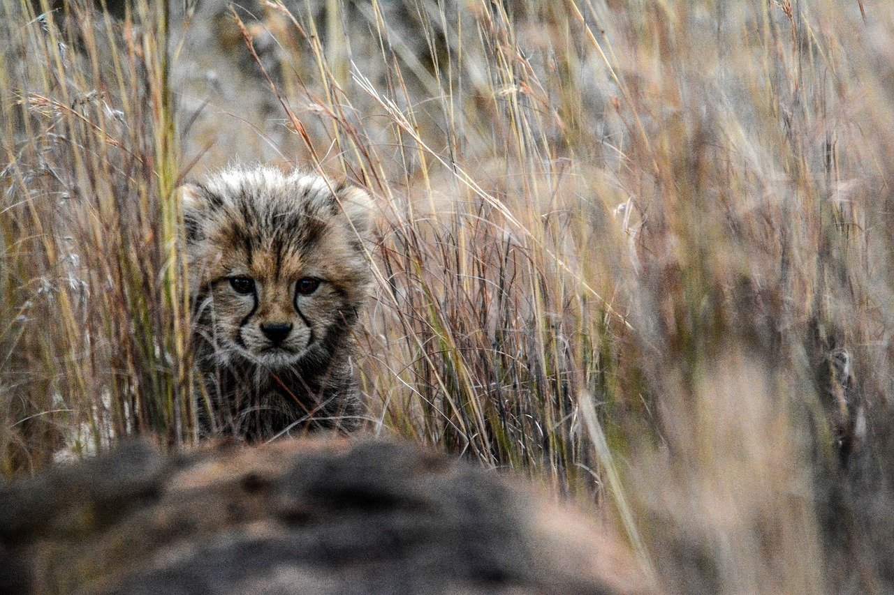 Scent Marking: The Invisible Social Network (image credits: pixabay)