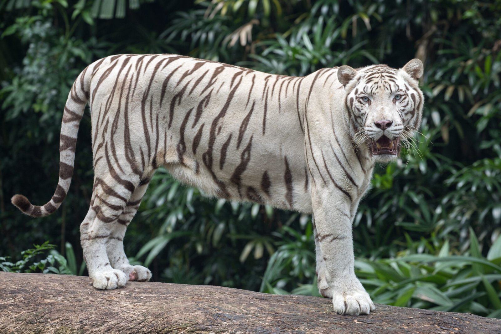 Territorial Behaviors: Balancing Solitude and Society (image credits: wikimedia)