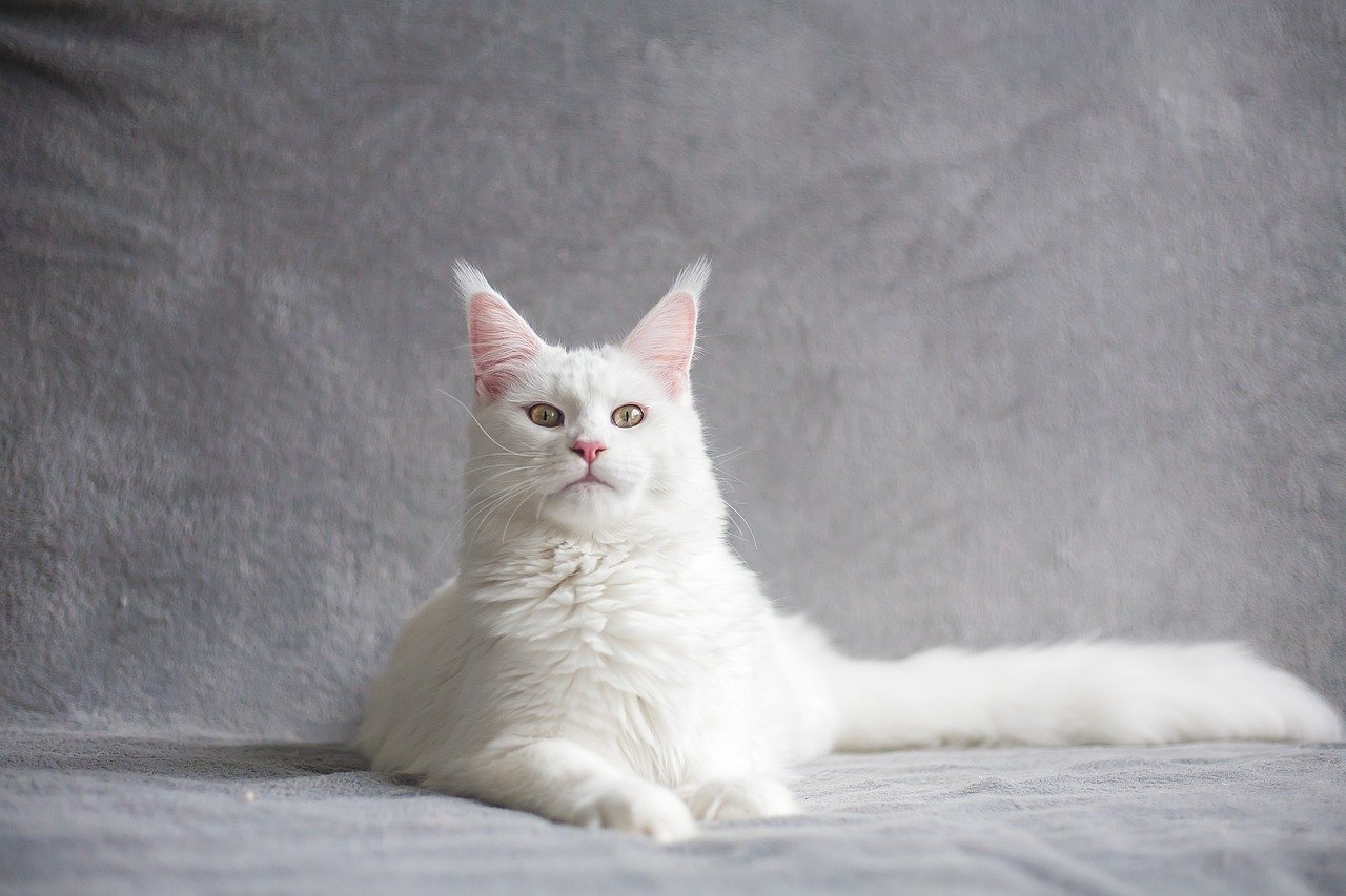 Maine Coon: The Gentle Giant (image credits: pixabay)