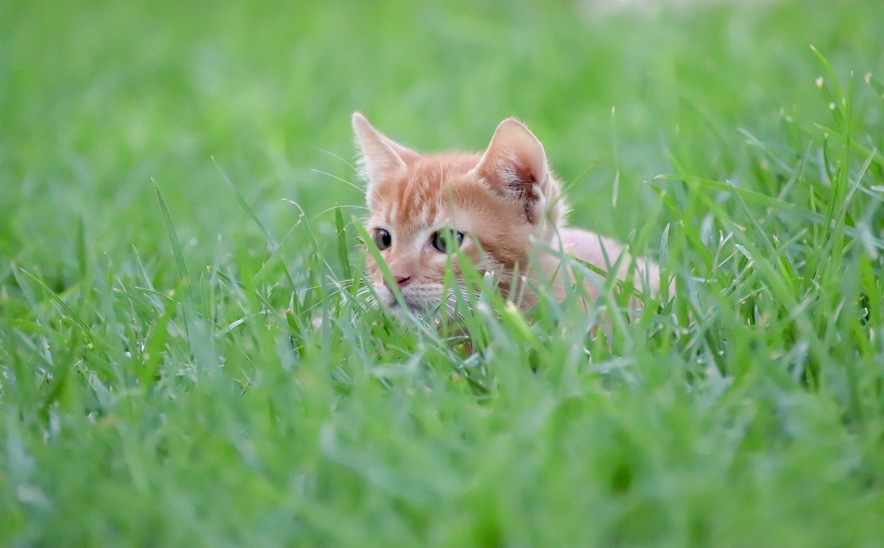 Scavenger Hunt (image credits: pixabay)