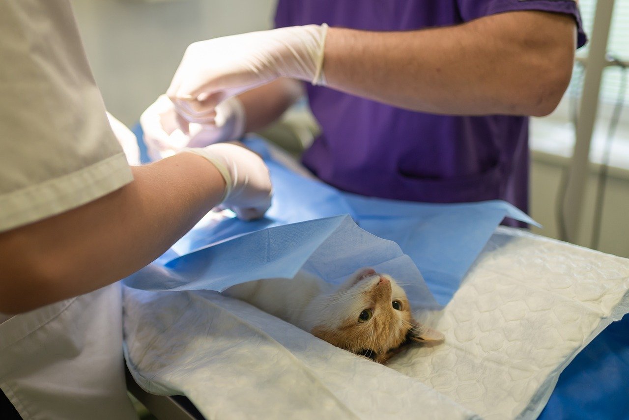 3. Regular Vet Check-Ups and Preventative Care (image credits: pixabay)