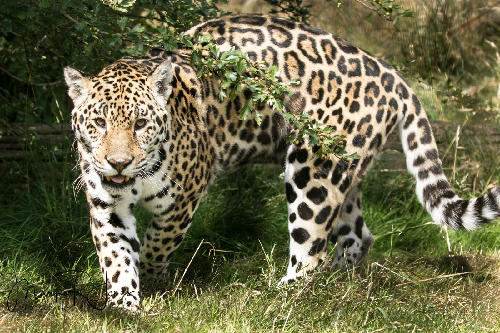 7. Safe Haven Wildlife Sanctuary: A Nevada Refuge (image credits: wikimedia)