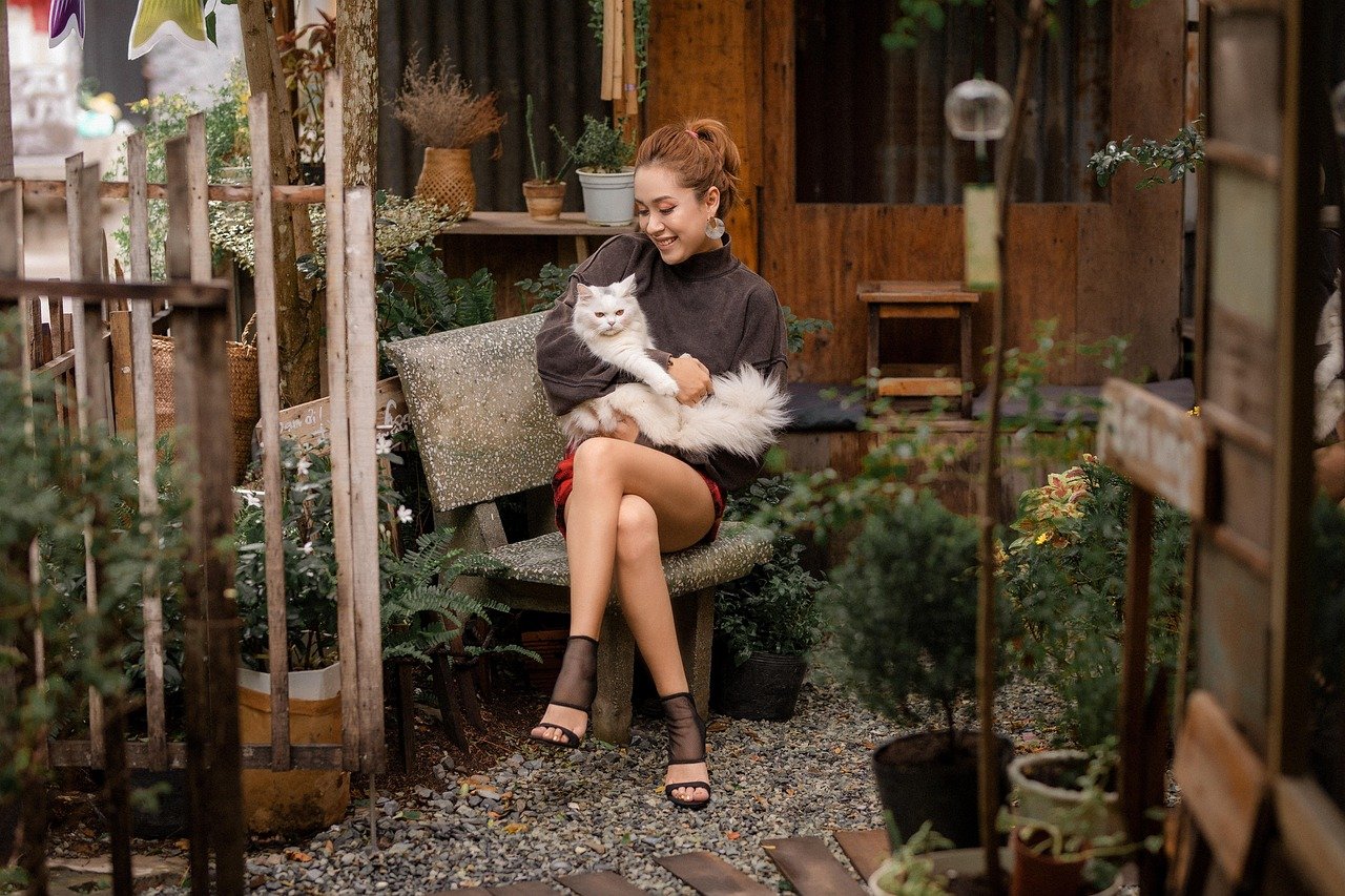 The Algonquin Hotel Cat Fashion Show (image credits: pixabay)