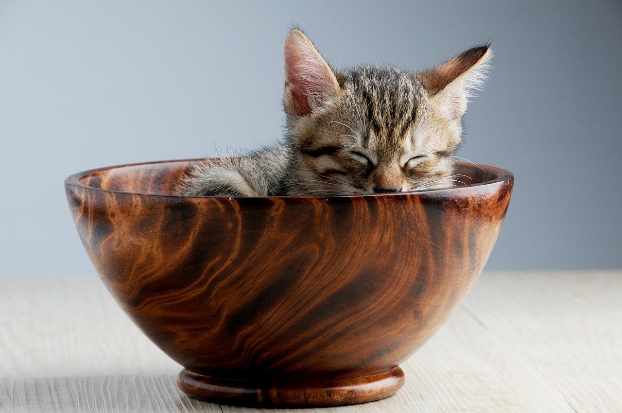 3. Travel Water and Food Bowls (image credits: pixabay)