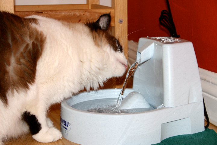 Cat Water Fountain: A Fresh Sip Every Time (image credits: wikimedia)