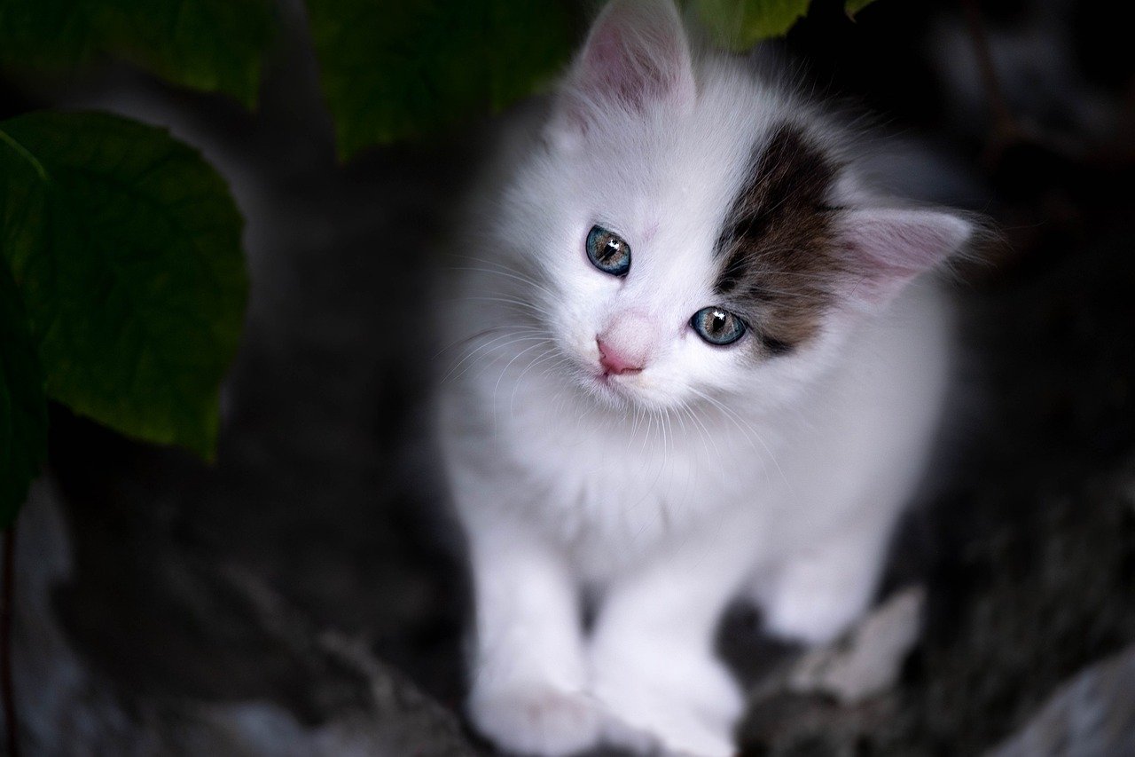 4. Paws and Whiskers: Innovative Adoption Initiatives (image credits: pixabay)