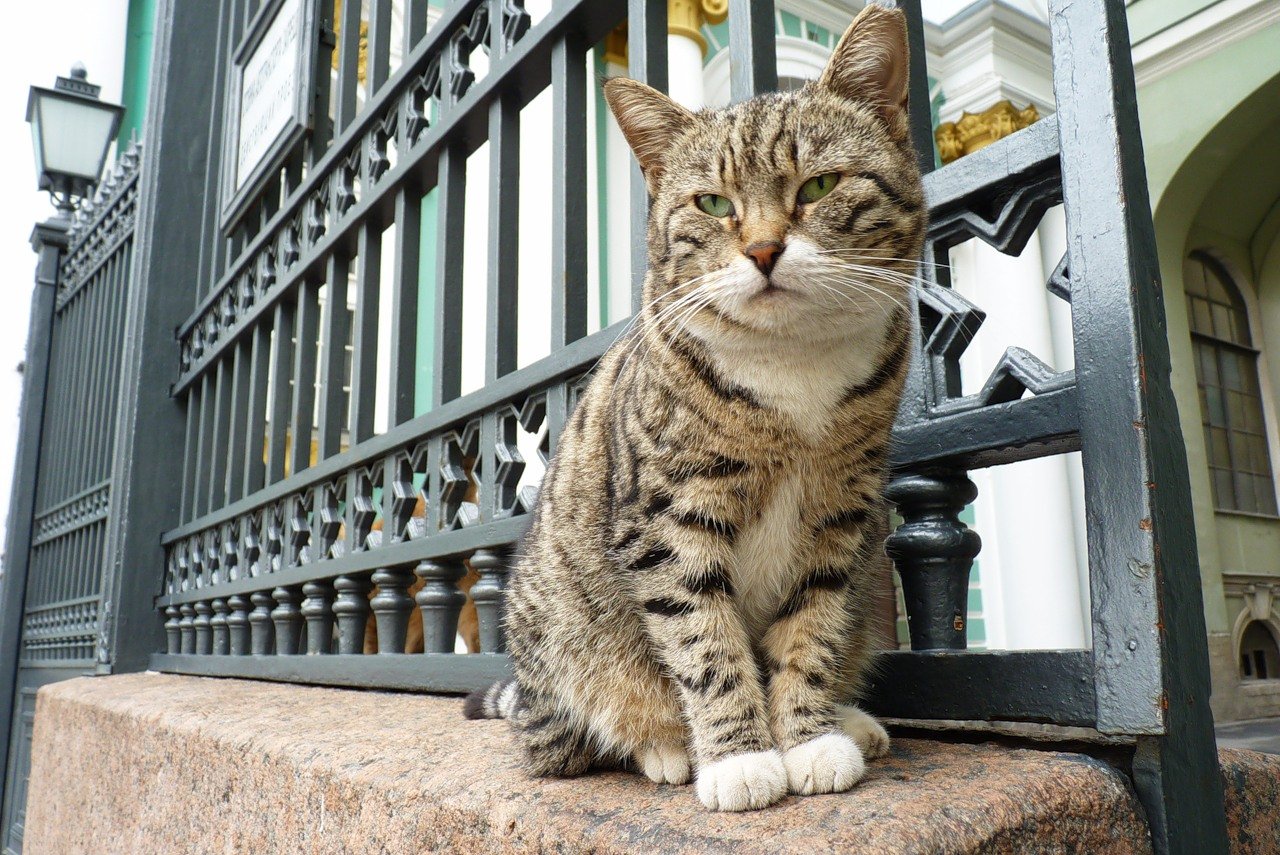 Hermitage Museum, Russia: Cats as Guardians (image credits: wikimedia)