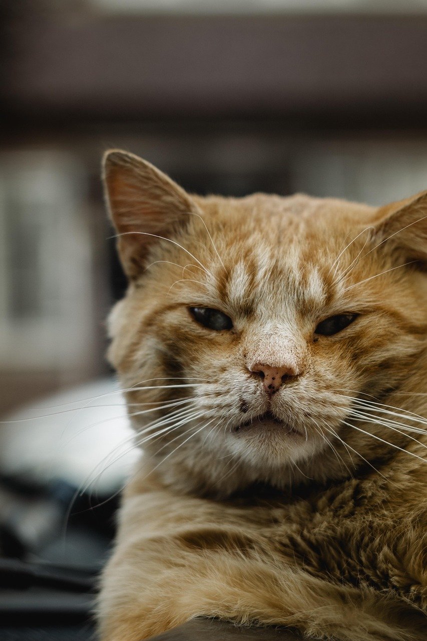 San Francisco, USA: The Cat Cafés (image credits: pixabay)