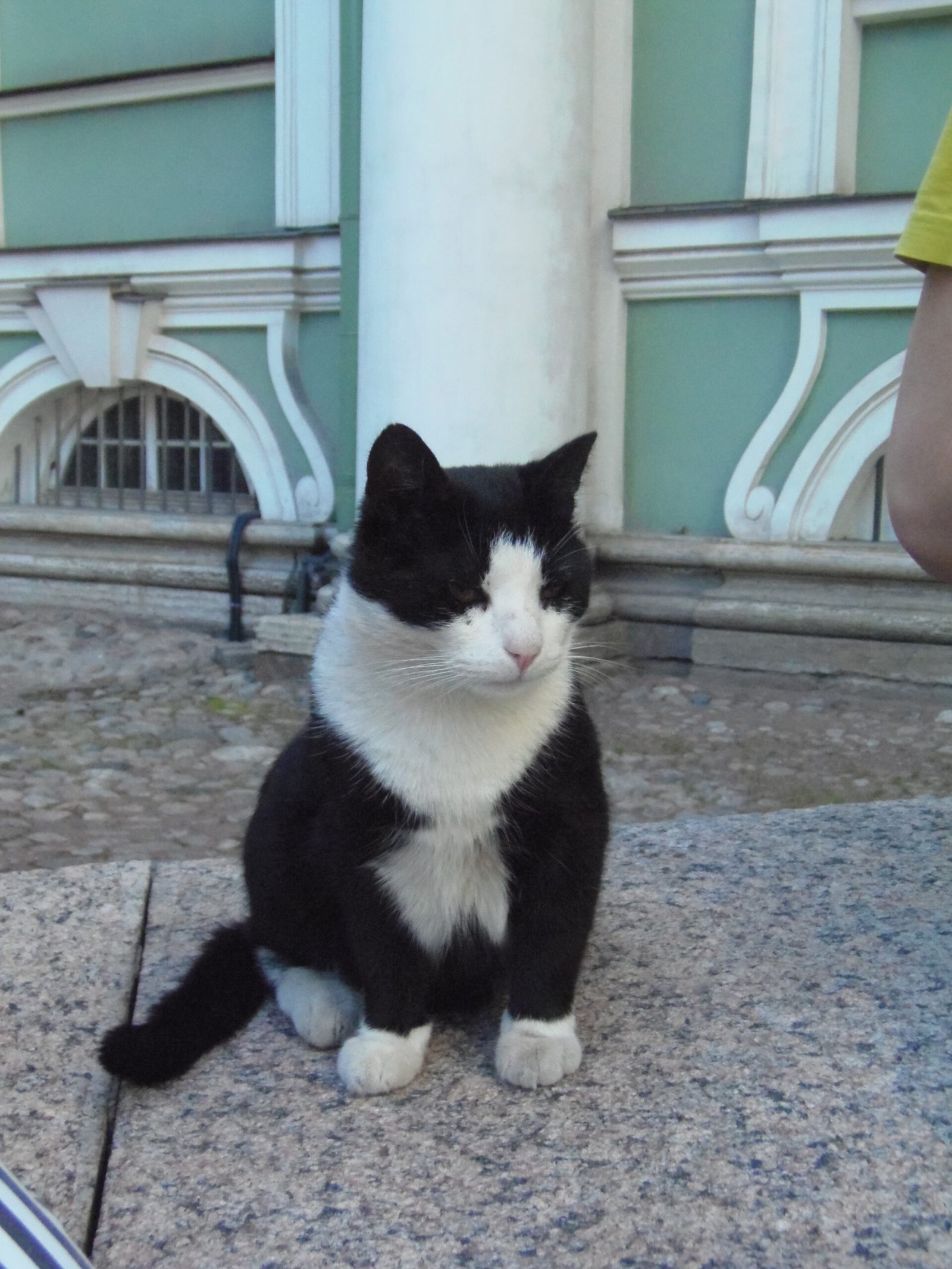 Saint Petersburg, Russia: The Hermitage Cats (image credits: wikimedia)