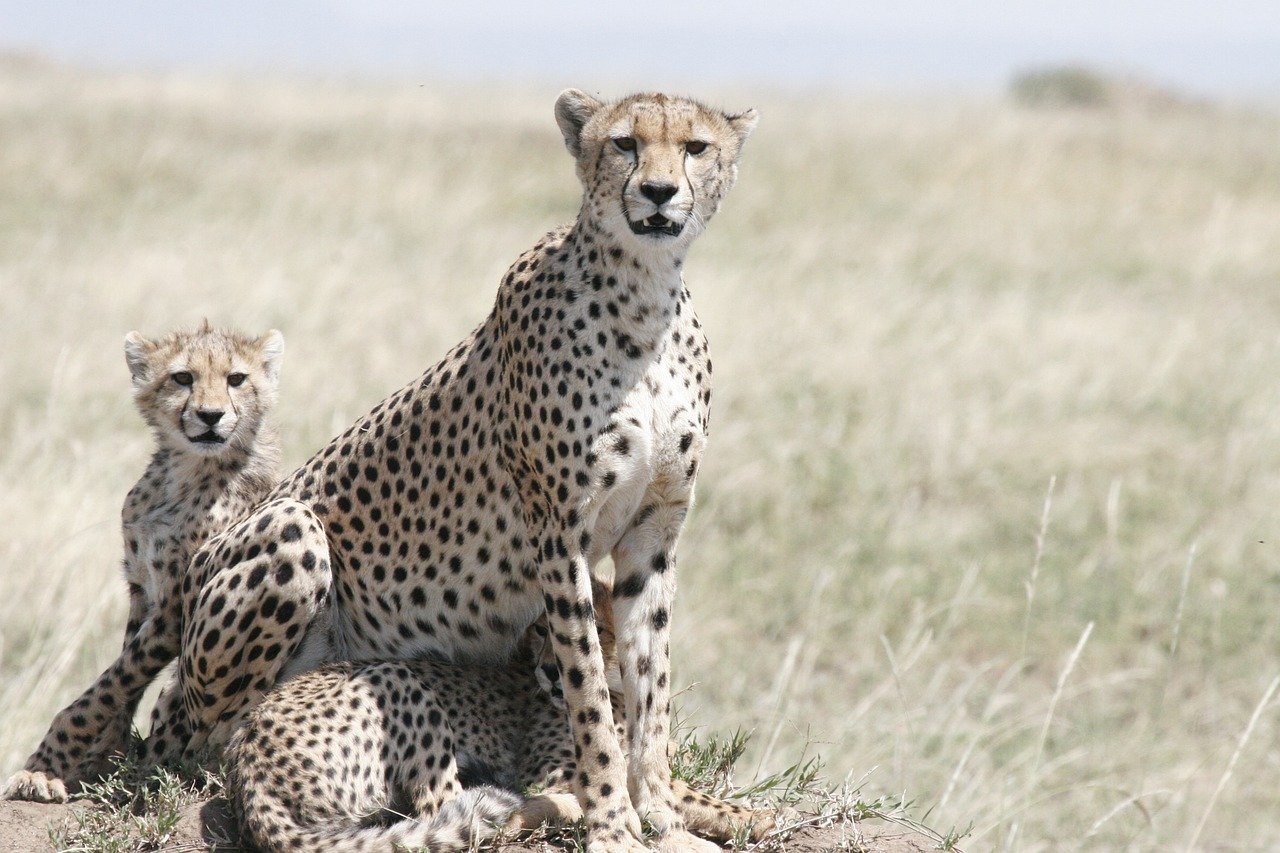 4. The Vast Savannahs of Tanzania's Serengeti National Park (image credits: pixabay)