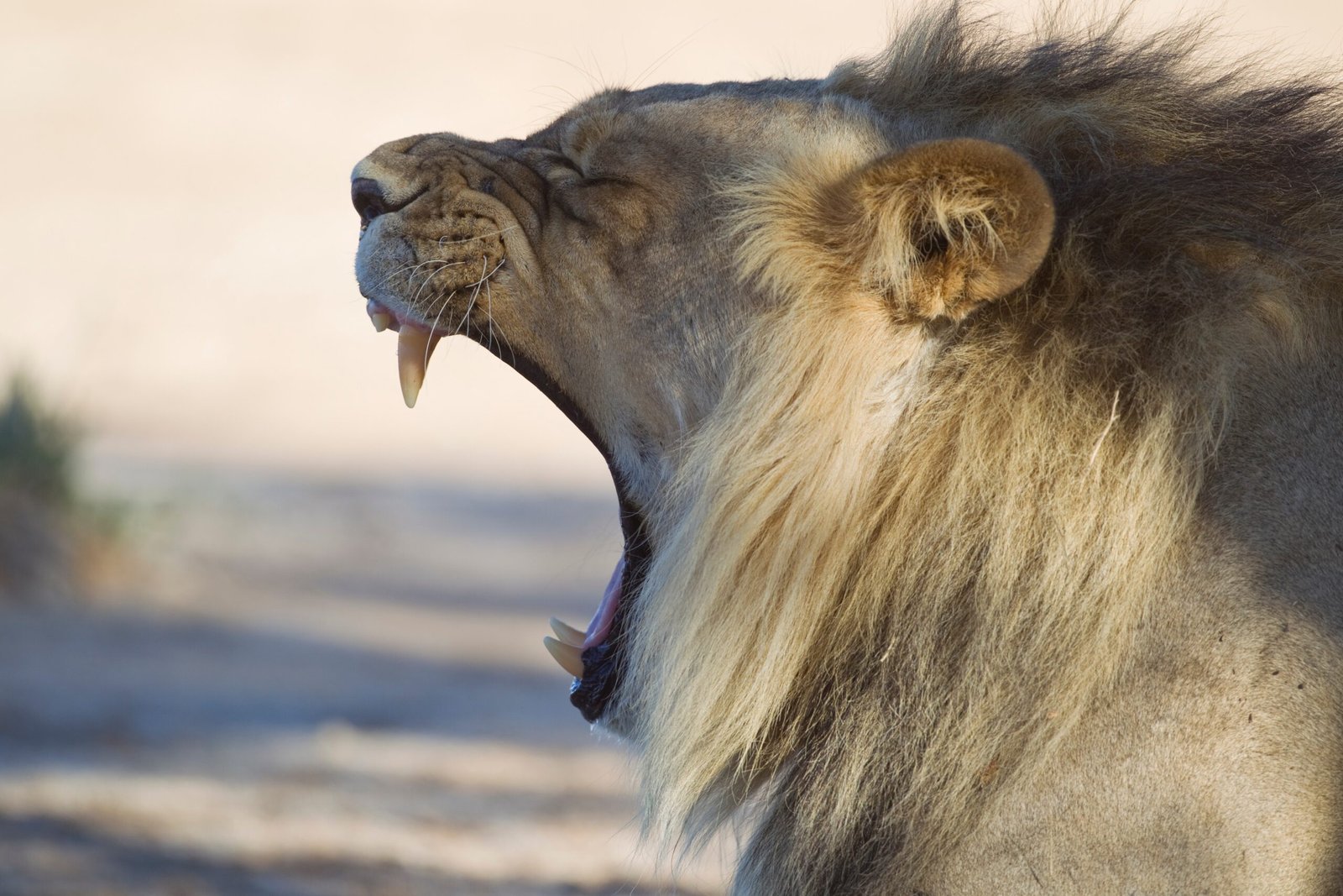 6. The Rugged Landscapes of South Africa's Kgalagadi Transfrontier Park (image credits: wikimedia)