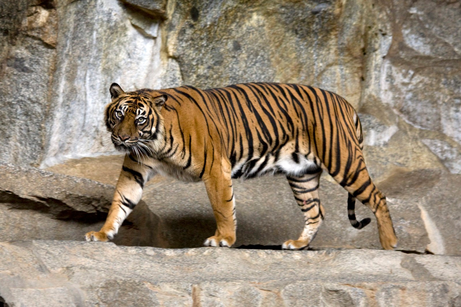 10. The Mystical Forests of Sumatra's Gunung Leuser National Park (image credits: wikimedia)