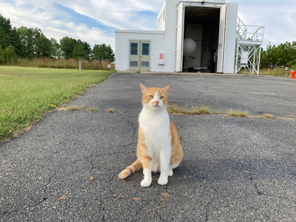 2. The Weather Cat (image credits: wikimedia)