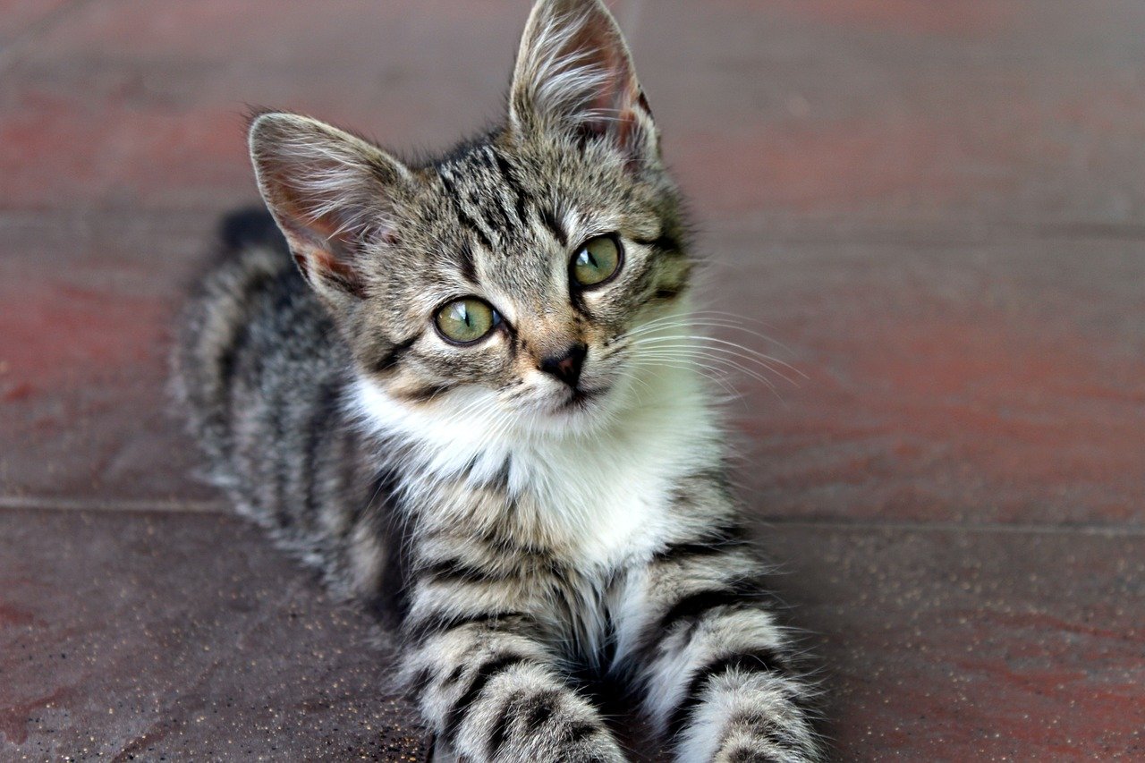10. The Morning Show Mischief (image credits: pixabay)