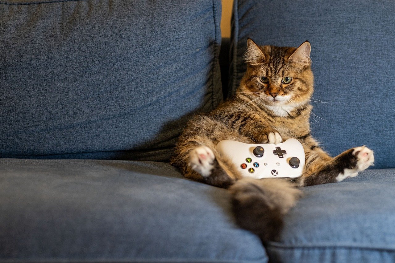 18. The Game Show Gambit (image credits: pixabay)