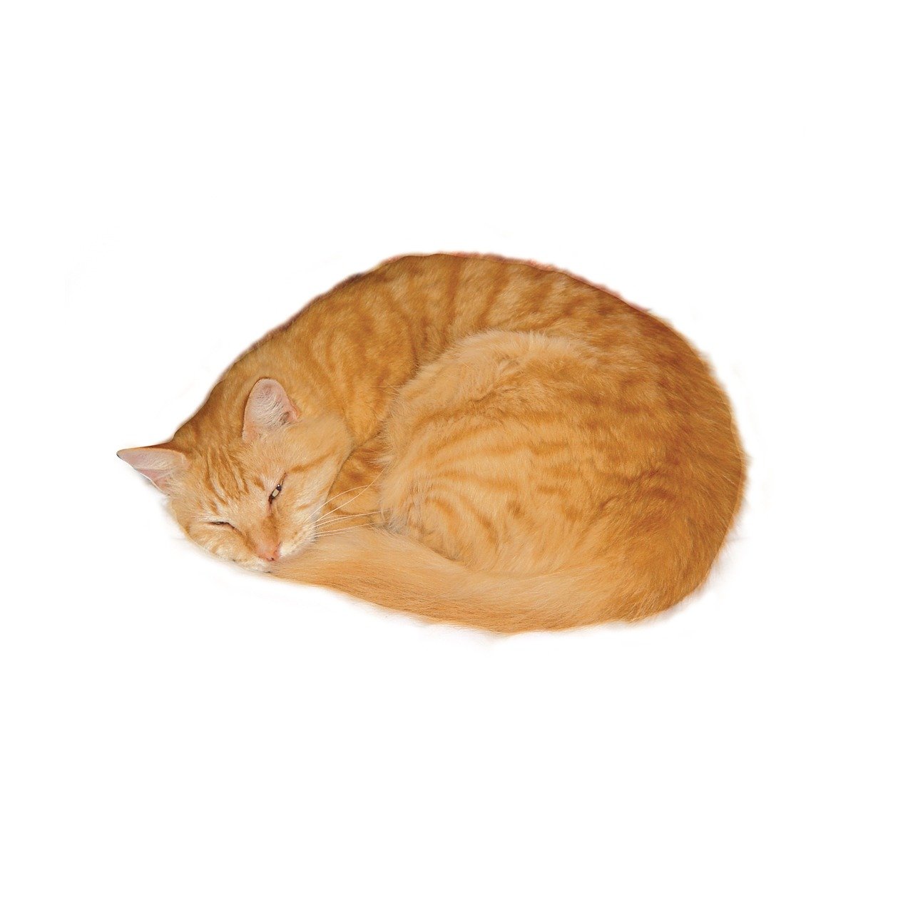 1. The Curled-Up Ball (image credits: pixabay)