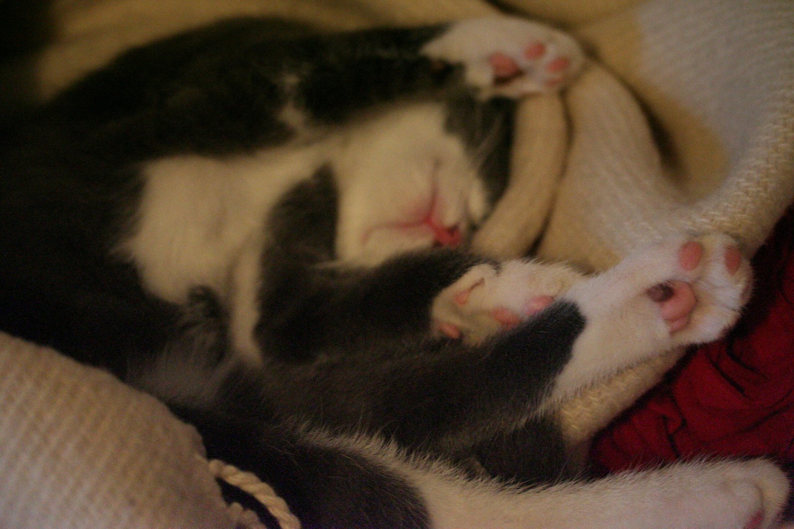 2. The Belly-Up (image credits: wikimedia)