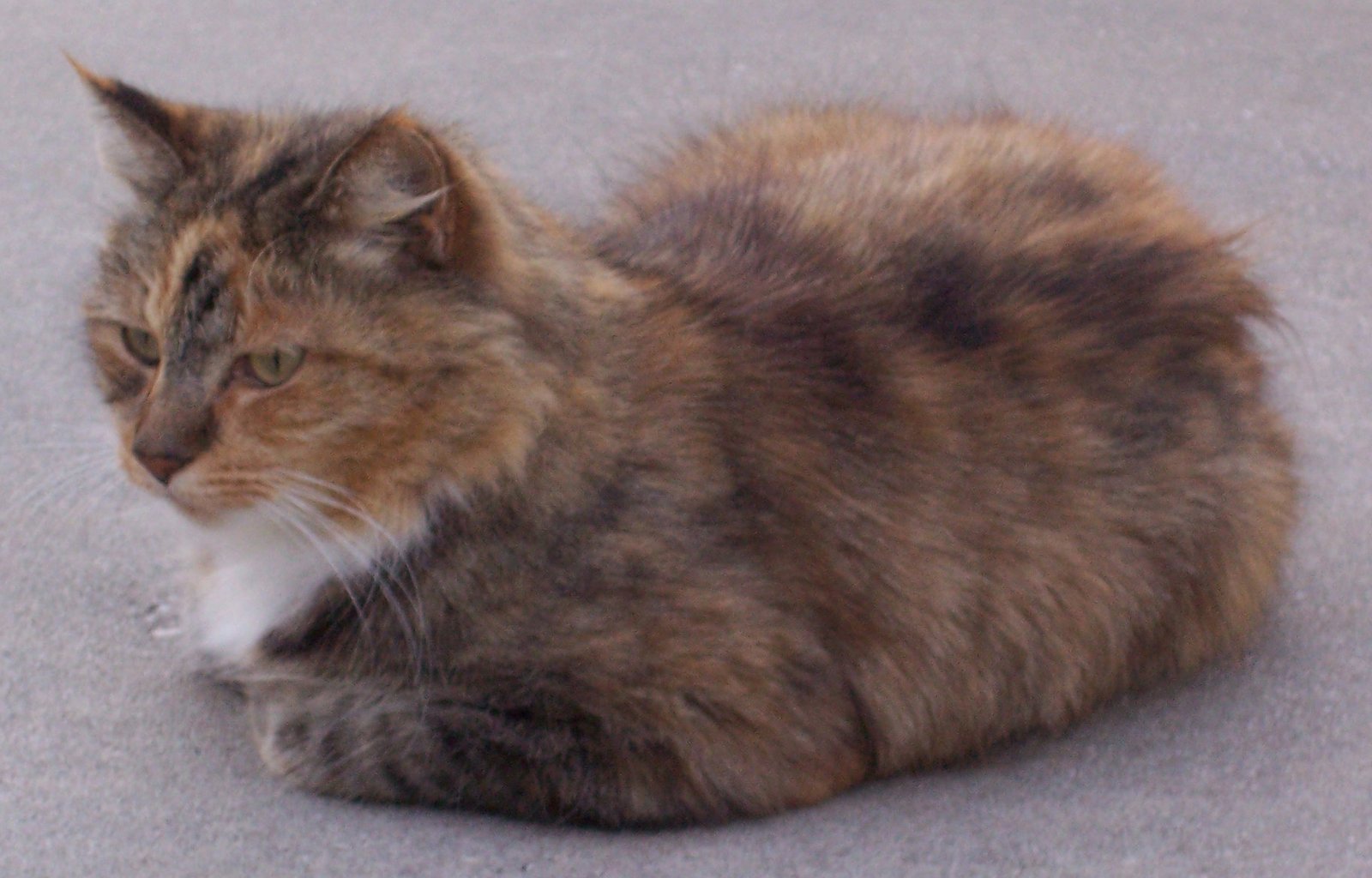 4. The Loaf (image credits: wikimedia)