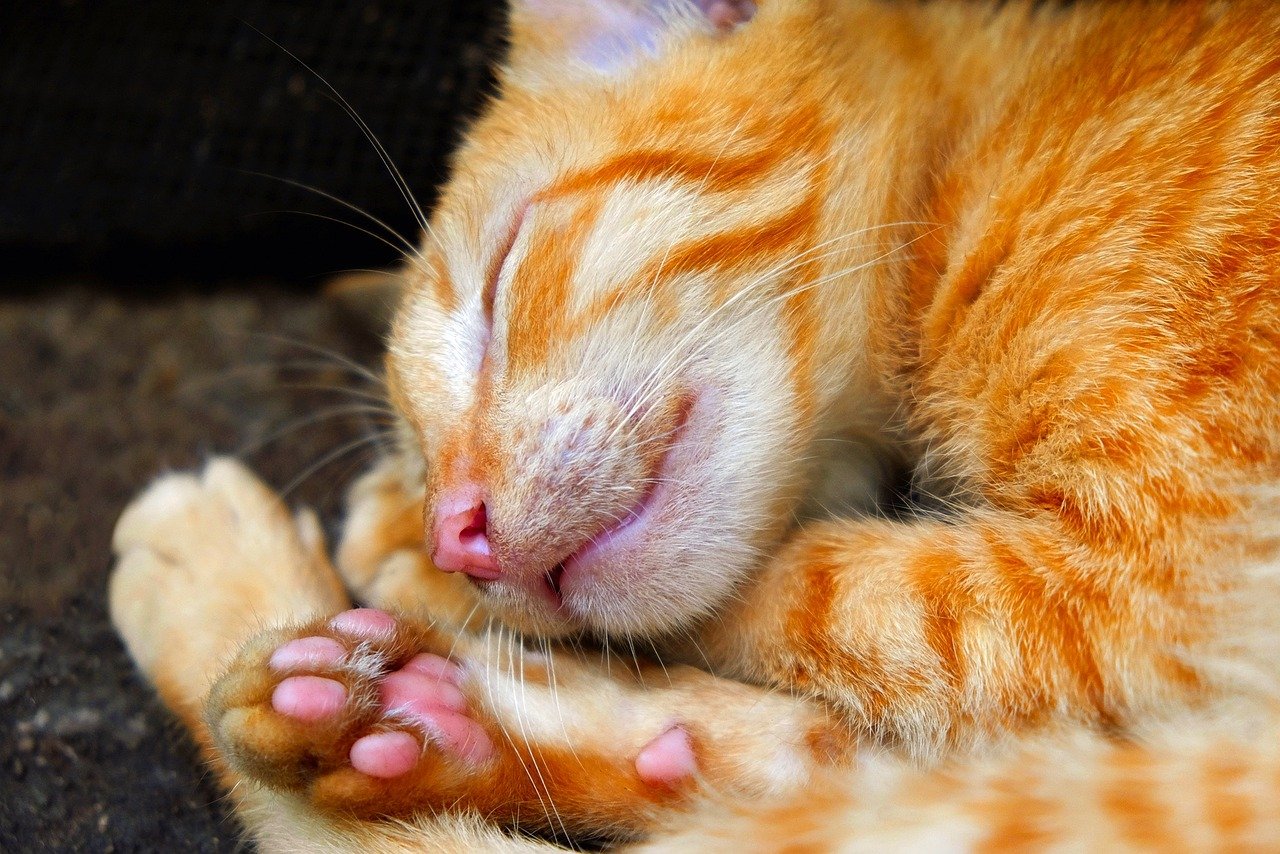 7. The Paws Over Face (image credits: pixabay)
