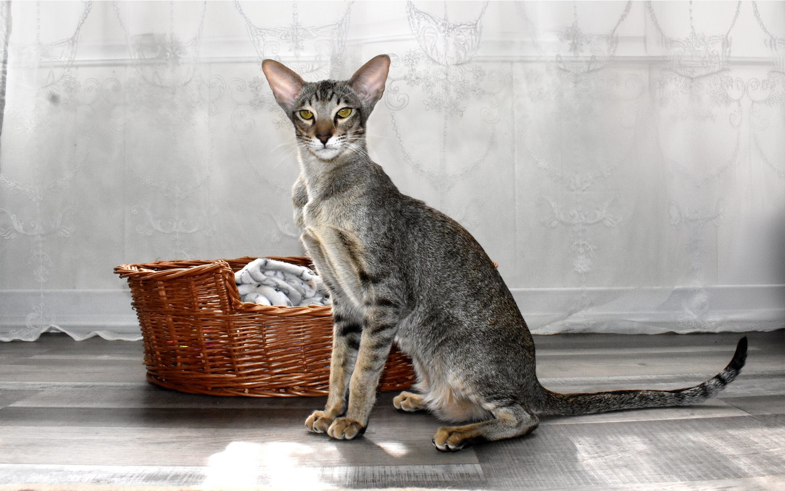 Oriental Shorthair (image credits: wikimedia)