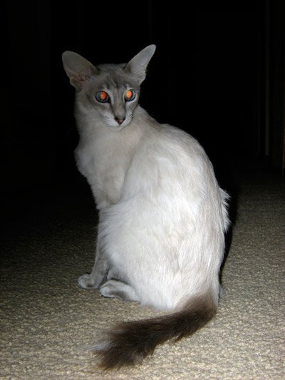 Javanese Cat (image credits: wikimedia)