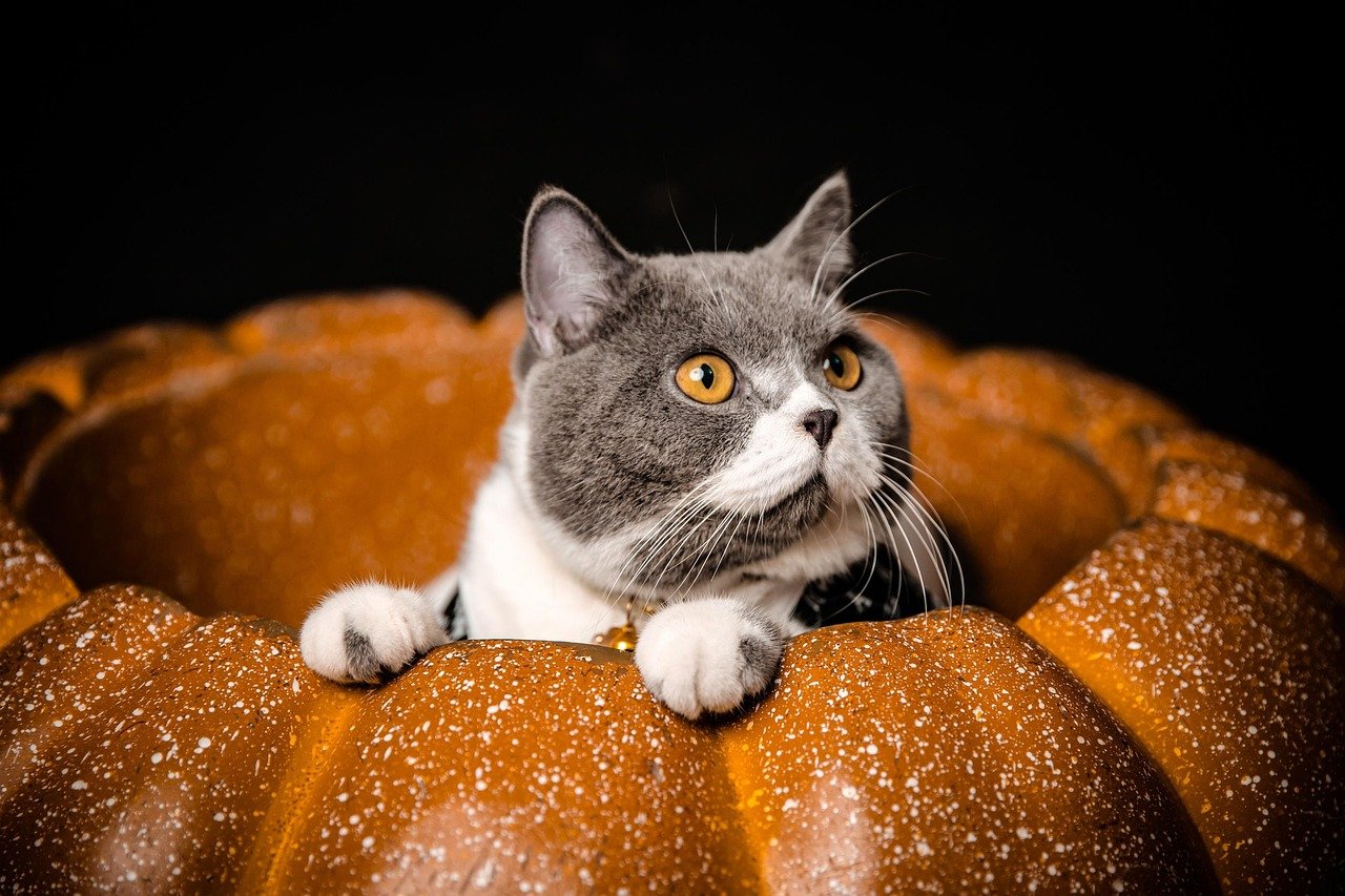 Turkey and Pumpkin Surprise (image credits: pixabay)