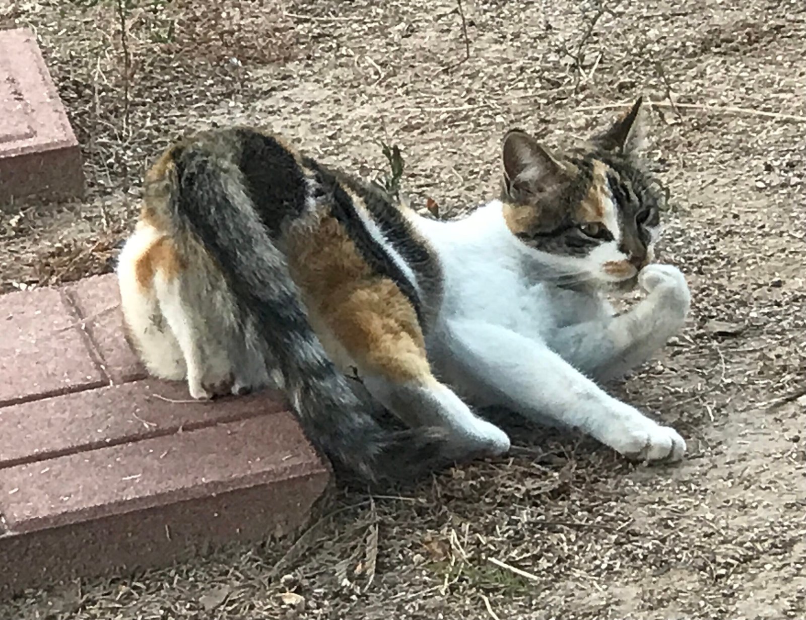 Clinginess (image credits: wikimedia)