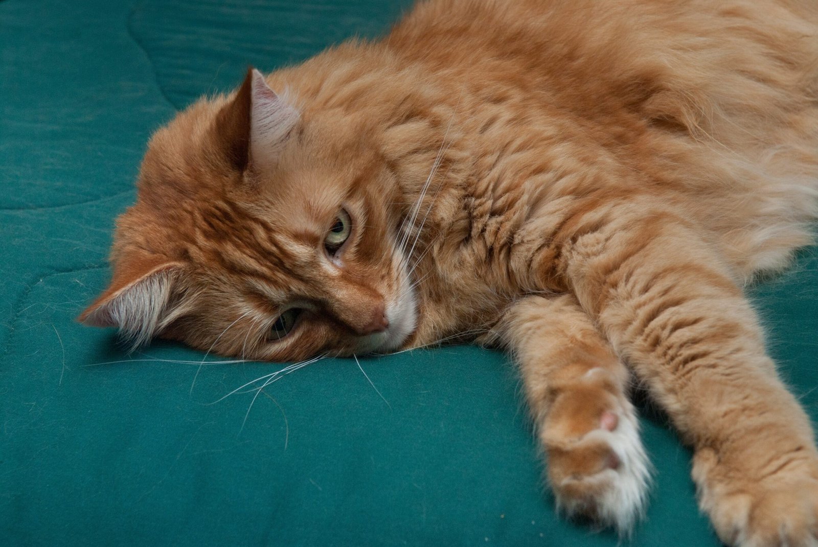 Lack of Interaction with Other Pets (image credits: wikimedia)