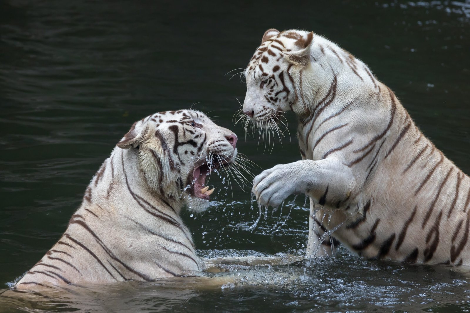 Siegfried & Roy's White Tigers: Magic on Stage (image credits: wikimedia)