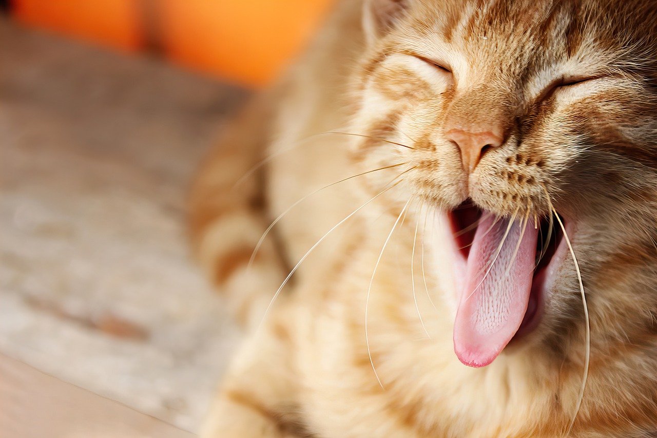 Whisker Embellishments (image credits: pixabay)
