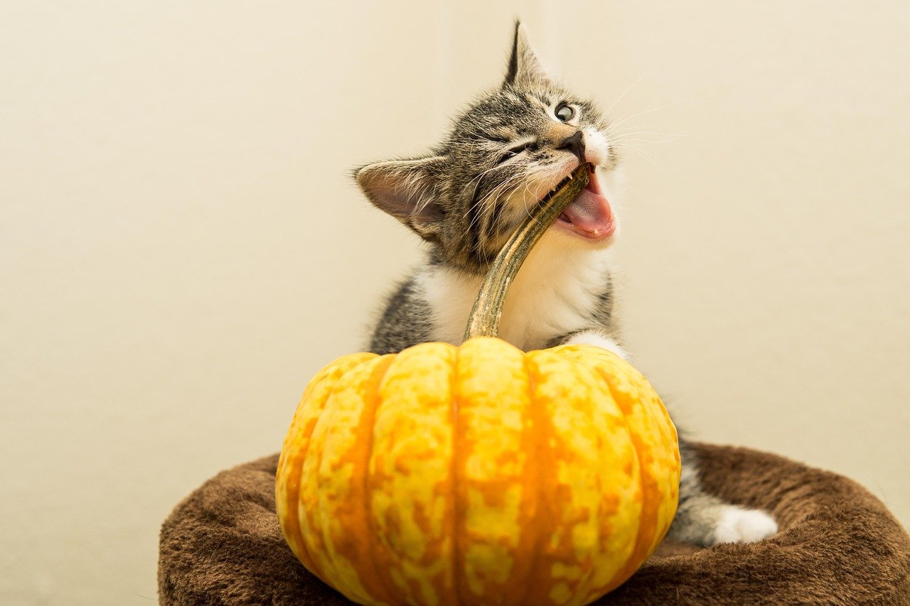 Pumpkin: A Fiber-Rich Delight (image credits: pixabay)