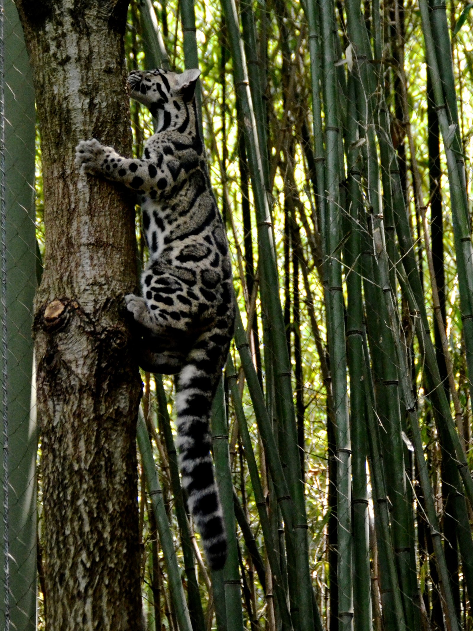 7. The Clouded Leopard's Climbing Prowess (image credits: wikimedia)